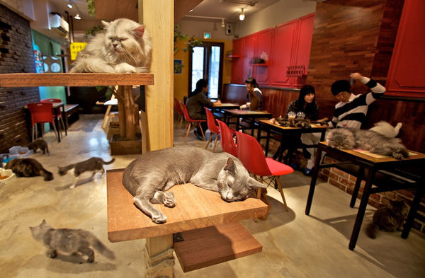 edited A-Cat-Cafe
